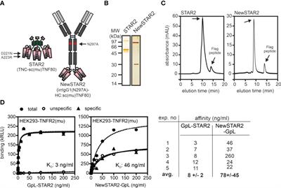 A TNFR2-Specific TNF Fusion Protein With Improved In Vivo Activity